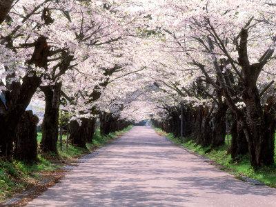 Photographic Print, , small