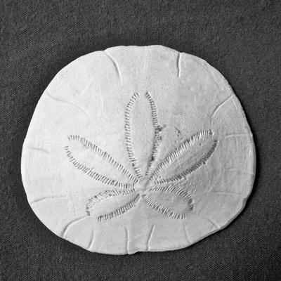 Photographic Print, , small