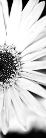 Photographic Print, , small