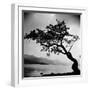 A Windswept Tree Silhouetted Against Bright Sunlight-John Gay-Framed Photographic Print