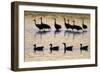 Snow Goose (Chen caerulescens) and Sandhill Crane (Grus canadensis)silhouetted, New Mexico-David Tipling-Framed Photographic Print