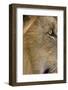 Lion eye-David Hosking-Framed Photographic Print