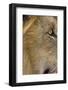 Lion eye-David Hosking-Framed Photographic Print