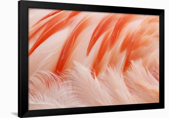 Chilean Flamingo (Phoenicopterus chilensis) adult, Durrell Wildlife Park (Jersey Zoo)-Bill Coster-Framed Photographic Print