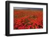 California Poppy (Eschscholzia californica) flowering mass, Antelope Valley Poppy Reserve-Bob Gibbons-Framed Photographic Print