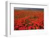 California Poppy (Eschscholzia californica) flowering mass, Antelope Valley Poppy Reserve-Bob Gibbons-Framed Photographic Print