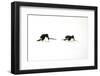 Adelie Penguin (Pygoscelis adeliae) two adults, tobogganing on snow, Devil Island, Weddell Sea-Jurgen & Christine Sohns-Framed Photographic Print