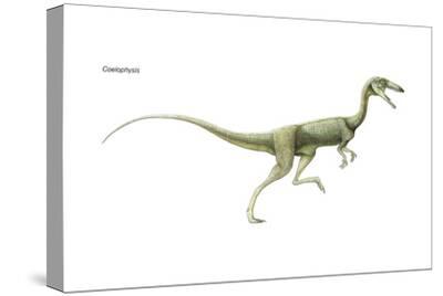 Stretched Canvas Print, , small