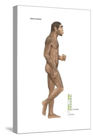 Stretched Canvas Print, , small