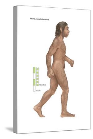 Stretched Canvas Print, , small