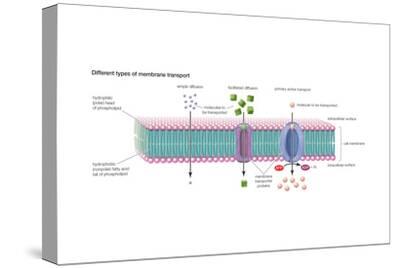 Stretched Canvas Print, , small