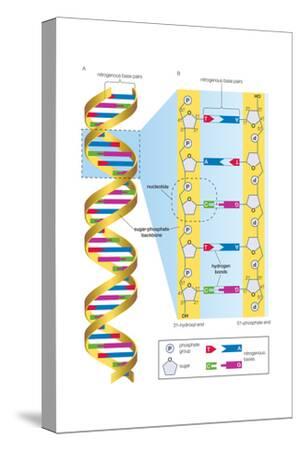 Stretched Canvas Print, , small