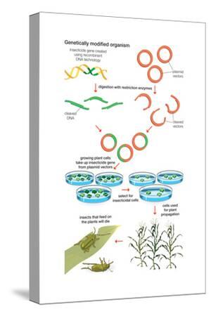 Stretched Canvas Print, , small