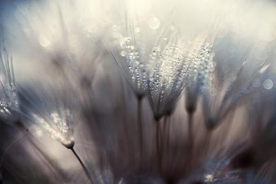 Photographic Print, , small