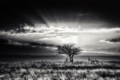 Photographic Print, , small
