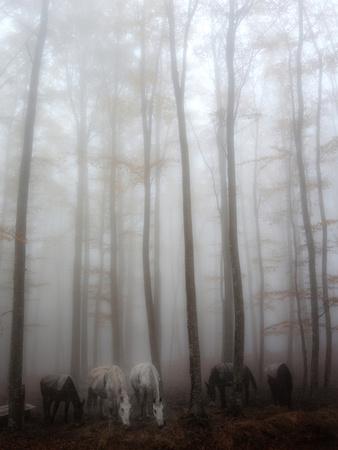 Photographic Print, , small