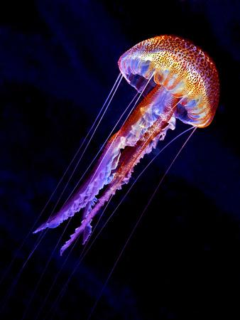 Photographic Print, , small