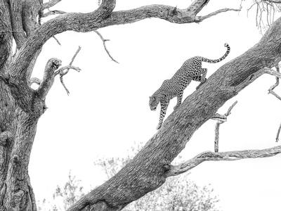Photographic Print, , small