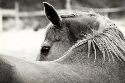 Premium Photographic Print, , small