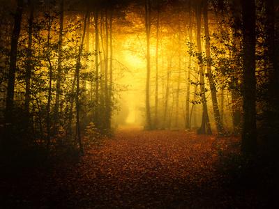 Photographic Print, , small