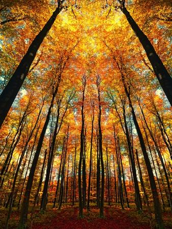 Photographic Print, , small