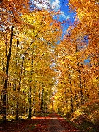 Photographic Print, , small