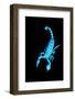 Emperor Scorpion (Pandinus Imperator) Fluorescing under Ultraviolet Light-Adrian Davies-Framed Photographic Print