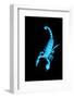 Emperor Scorpion (Pandinus Imperator) Fluorescing under Ultraviolet Light-Adrian Davies-Framed Photographic Print