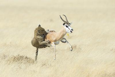 Photographic Print, , small