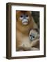 Quinling Golden Snub Nosed Monkey (Rhinopitecus Roxellana Qinlingensis)-Florian Möllers-Framed Photographic Print