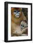 Quinling Golden Snub Nosed Monkey (Rhinopitecus Roxellana Qinlingensis)-Florian Möllers-Framed Photographic Print