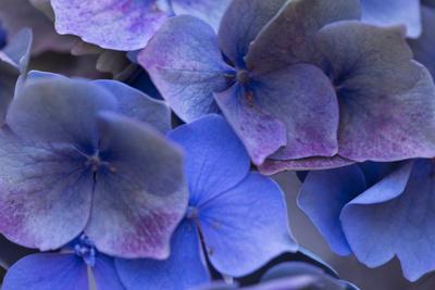 Premium Photographic Print, , small