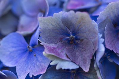 Premium Photographic Print, , small