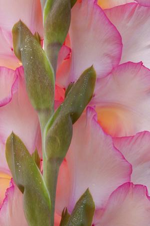 Premium Photographic Print, , small