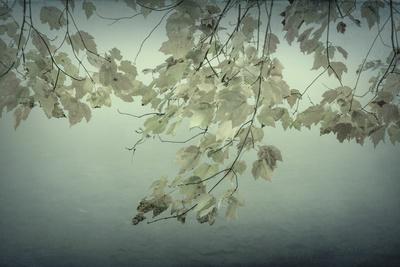 Premium Photographic Print, , small