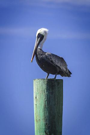 Premium Photographic Print, , small