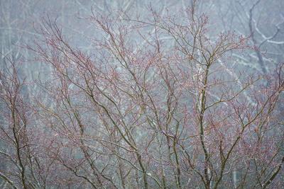 Premium Photographic Print, , small