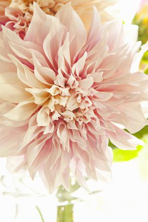 Premium Photographic Print, , small