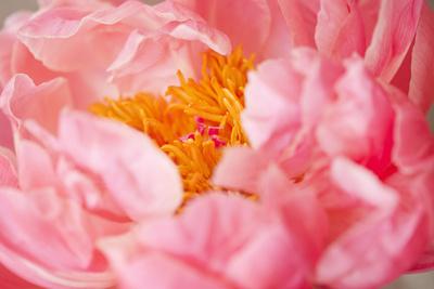 Premium Photographic Print, , small