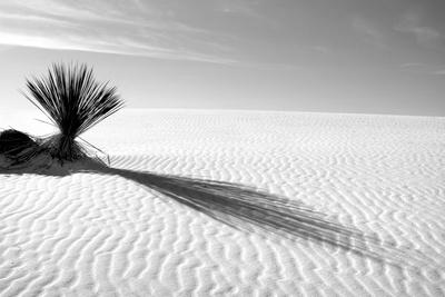 Premium Photographic Print, , small