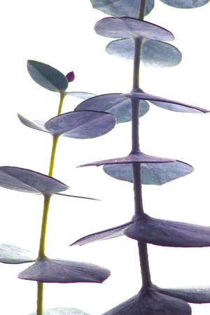 Premium Photographic Print, , small