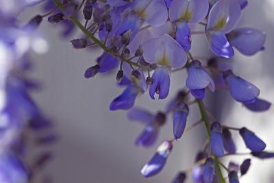 Premium Photographic Print, , small