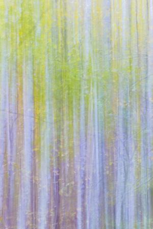 Premium Photographic Print, , small