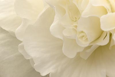 Premium Photographic Print, , small