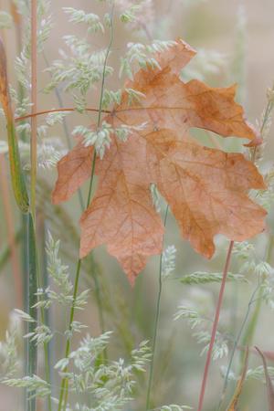 Premium Photographic Print, , small