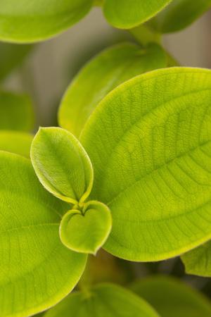 Premium Photographic Print, , small