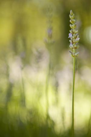 Premium Photographic Print, , small