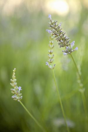 Premium Photographic Print, , small