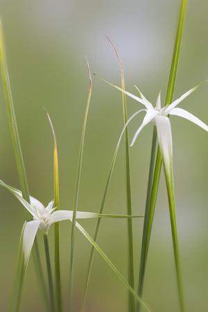 Premium Photographic Print, , small