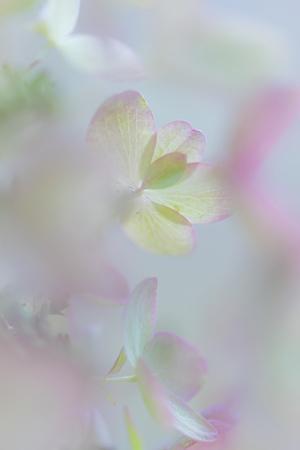Premium Photographic Print, , small